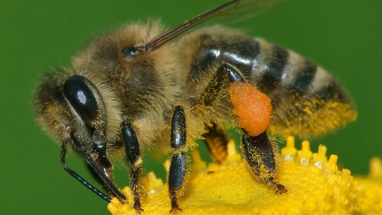 Apis_mellifera_Western_honey_bee