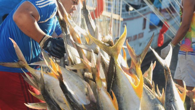 PEIXE_XAREU_AMAZONIA_FOTO_RODRIGO-MOURA-1632×918 (2)-min