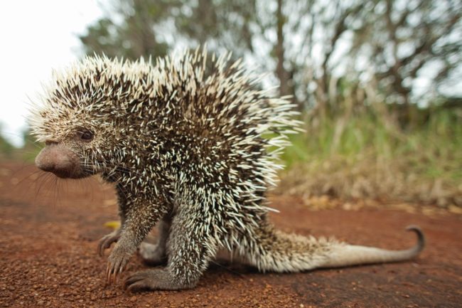 C. longicaudatus boliviensis