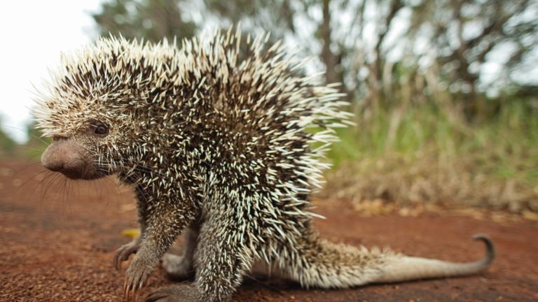 C. longicaudatus boliviensis