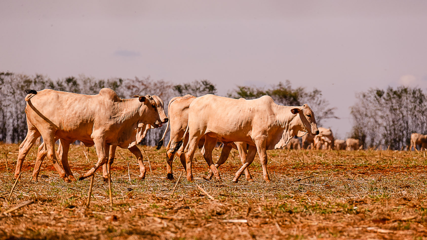 Gado_Pirassununga_FVZEA_282-18_foto-Cecilia-Bastos-10
