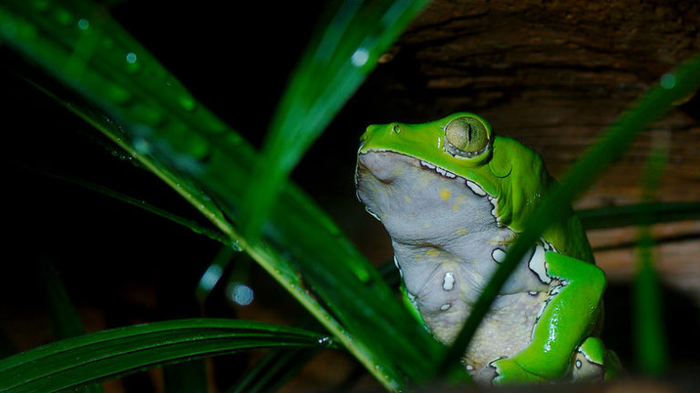 9702958436_b1c0184517_c Espécie de rã Phyllomedusa bicolor