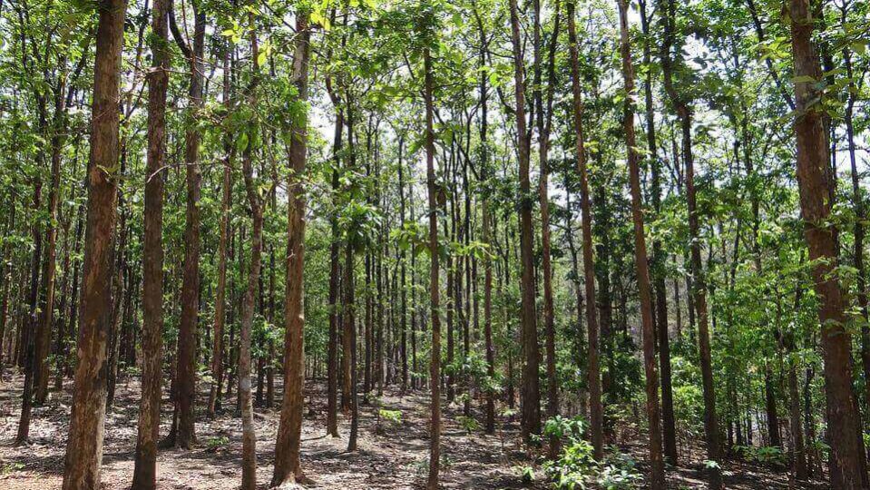 Floresta de Teca (Tectona grandis)