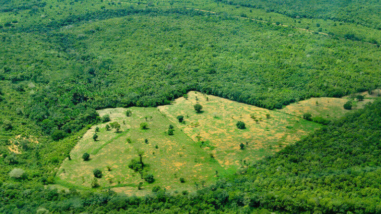 Foto aérea da Amazônia. Ao centro de uma ampla área de floresta densa, há uma clareira com apenas algumas árovres esparsas de pé