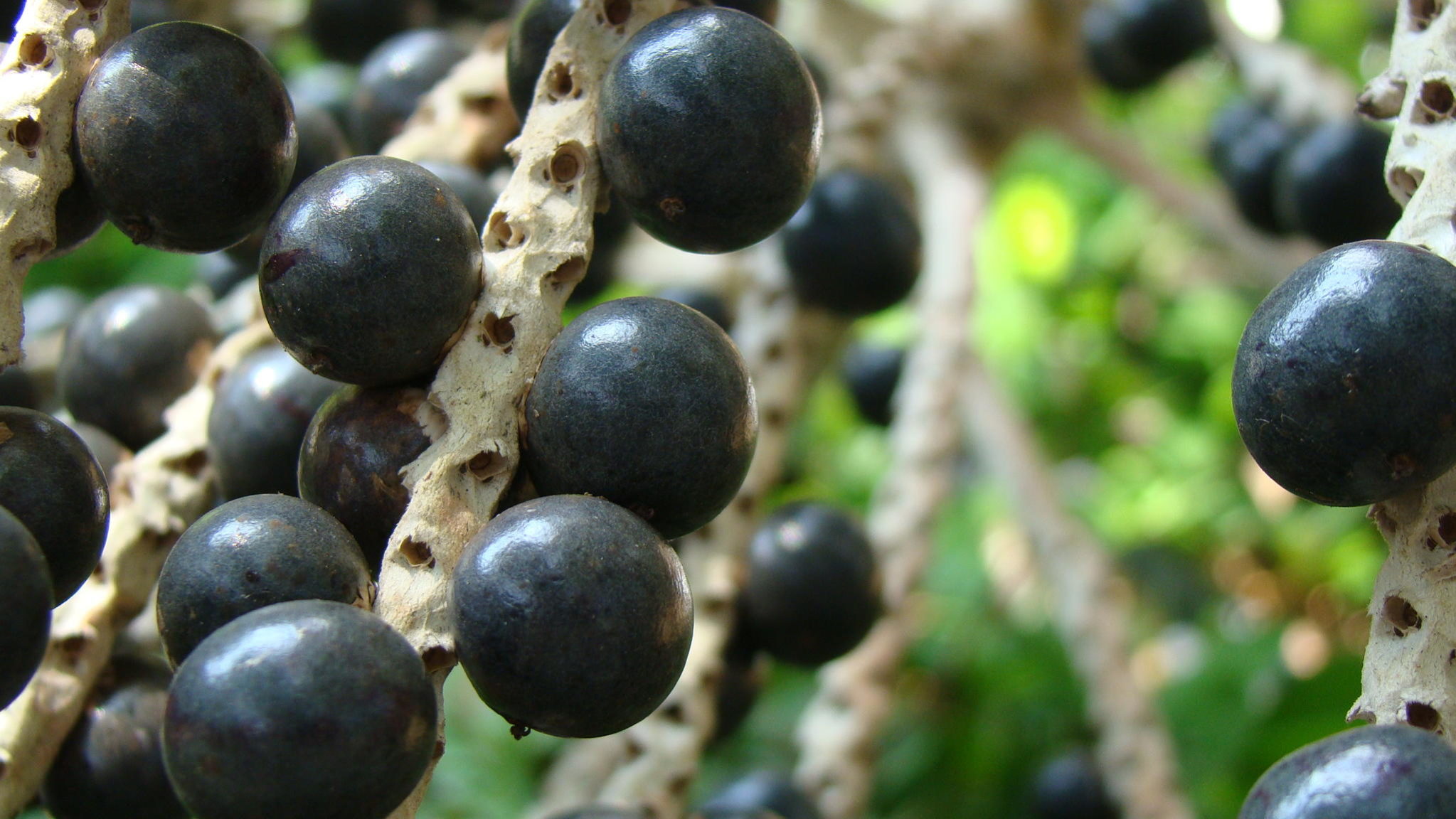 açaí