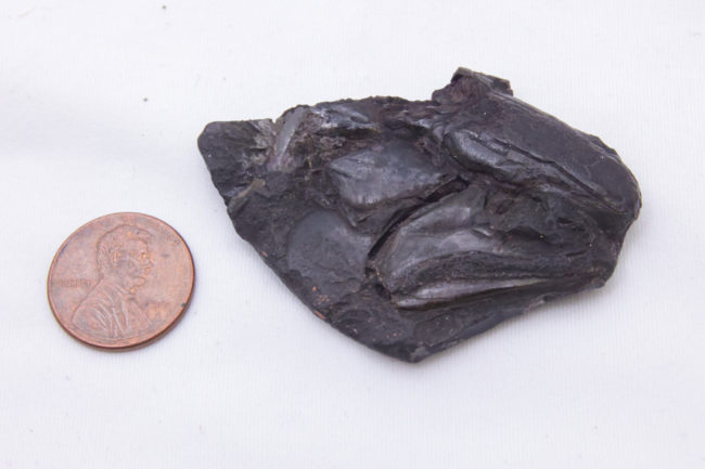 Fish Fossil_Michigan News-02