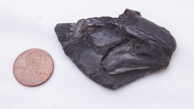 Fish Fossil_Michigan News-02