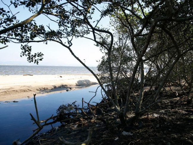 manguezal no Rio de Janeiro