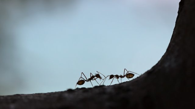 maksim-shutov-WvebgOkP4LE-unsplash