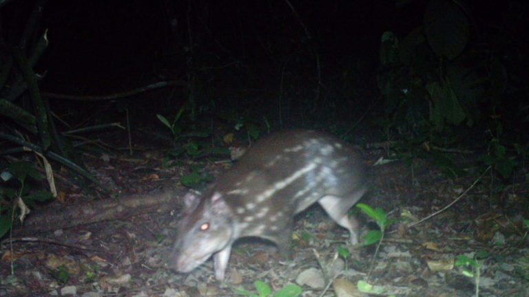 Paca Chico Mendes