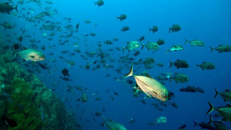 WhatsApp Image 2024-01-03 Francini Filho Pesca predatória no Brasil diminuiu populações de budiões, vermelhos e outros peixes recifais