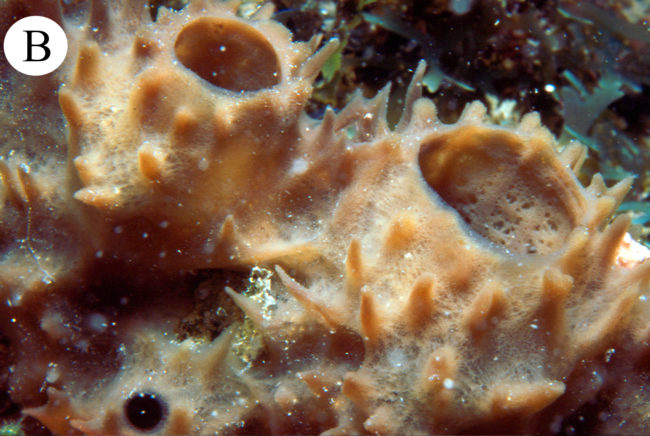 Callyspongia-_Cladochalina_-aculeata_ Animais marinhos do NE têm novas interações registradas; na foto, uma esponja
