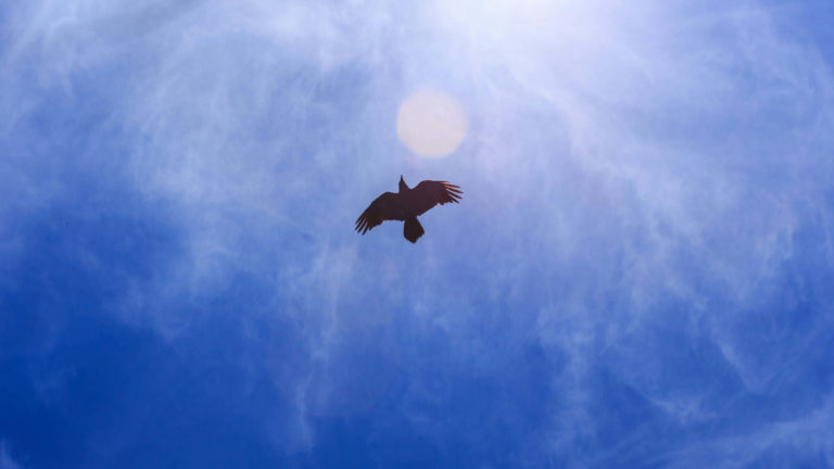 2016_Vogel-am-Himmel_3018_OThier (1)