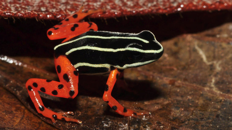 7398706934_2a1f77cf62_c Sapo venenoso da Amazônia, o sapo-ponta-de-flecha habita regiões da floresta ameaçadas pelo desmatamento