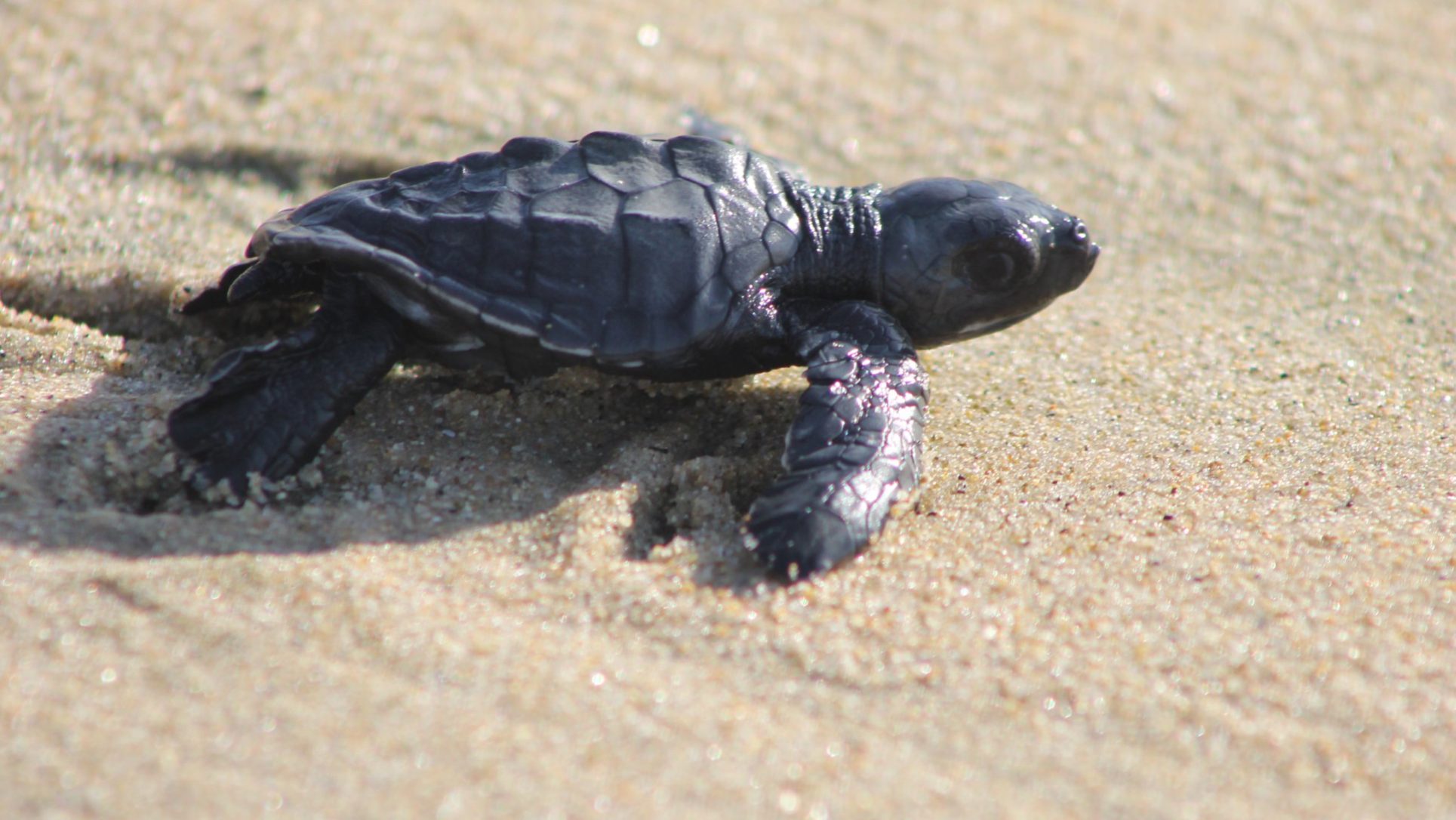 Tartaruga Oliva Neonatos da espécie de tartaruga oliva caminhando para o mar. Fotografa Rossana Alves Primo