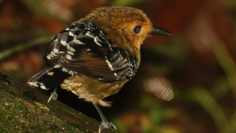 Scale-backed_Antbird(1) O sequenciamento genético foi realizado com pássaros do gênero Willisornis, conhecidos no Brasil como rendadinhos ou formigueiros