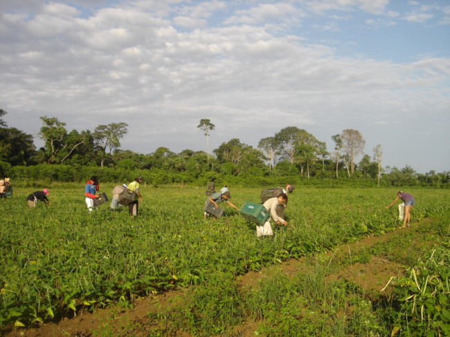 agricultura familiar no Amapá