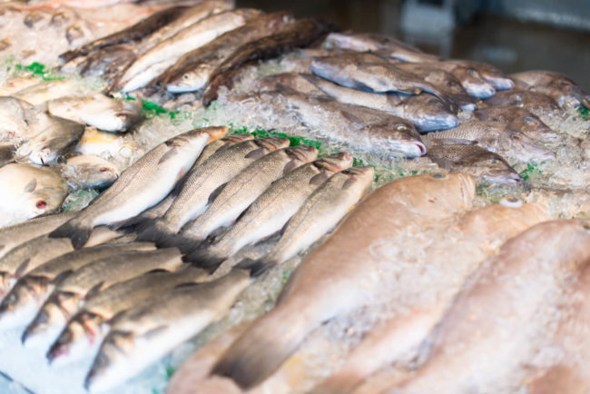 Contaminação por mercúrio: consumo excessivo de peixes carnívoros pode trazer riscos