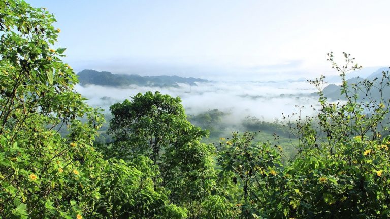 Mudanças climáticas podem levar à perda de biodiversidade: imagem mostra vista panorâmica de floresta nativa