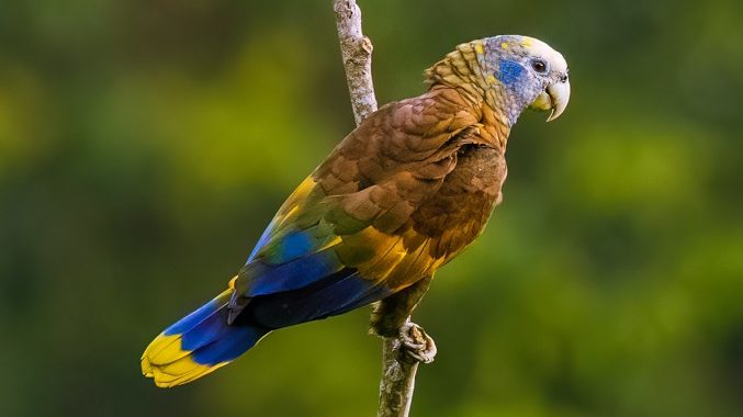 St Vincent Parrot by Faraaz Abdool Birding the Islands Foto realizada para a pesquisa mostra o papagaio-de-são-vicente. Espécie é nativa das montanhas da ilha caribenha de São Vicente, nas Pequenas Antilhas. Espécie está em alto risco devido à atividade vulcânica e em risco devido a furacões.