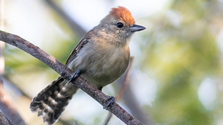 nova-especie-ave-caatinga Oscilações climáticas na Caatinga resultaram no surgimento da espécie Sakesphoroides niedeguidonae. Na foto, uma fêmea dessa espécie