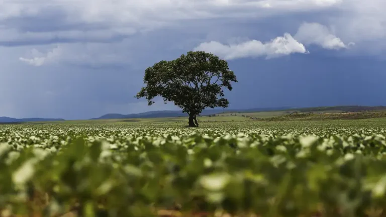 Destruição do Cerrado gera ganhos de curto prazo para grandes produtores, como os da soja. Mas a perda da vegetação causará perdas no setor.