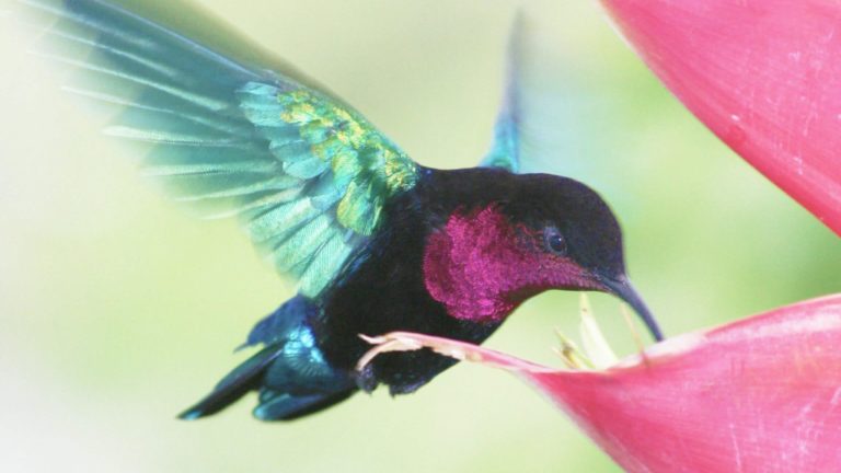male ptc at red caribaea
