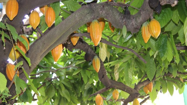produção de cacau no pará