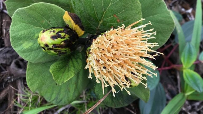 Wunderlichia capixaba_foto D.R.Couto nova espécie de margarida é descoberta no Espírito Santo