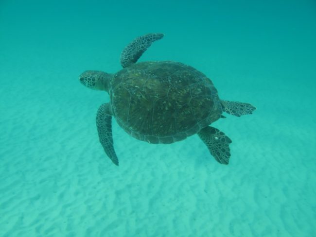 Cientistas encontraram quase 1700 detritos no organismo de tartarugas-verdes; mais da metade eram pedaços de plástico