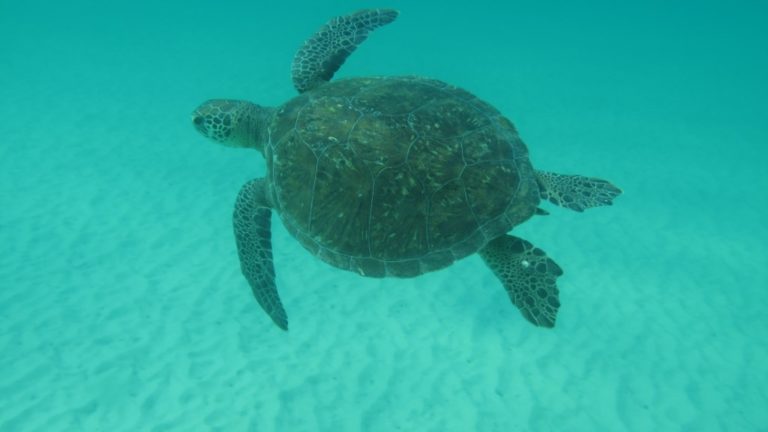 Cientistas encontraram quase 1700 detritos no organismo de tartarugas-verdes; mais da metade eram pedaços de plástico