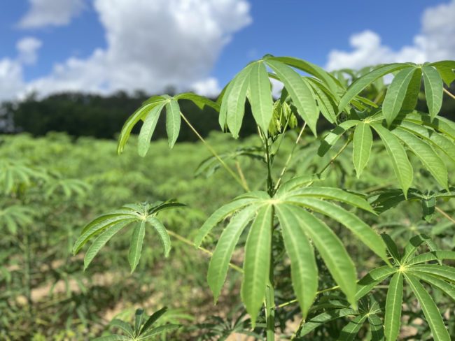 Extinção das espécies silvestres de mandioca pode afetar a diversidade genética que garante segurança da produção da mandioca cultivada