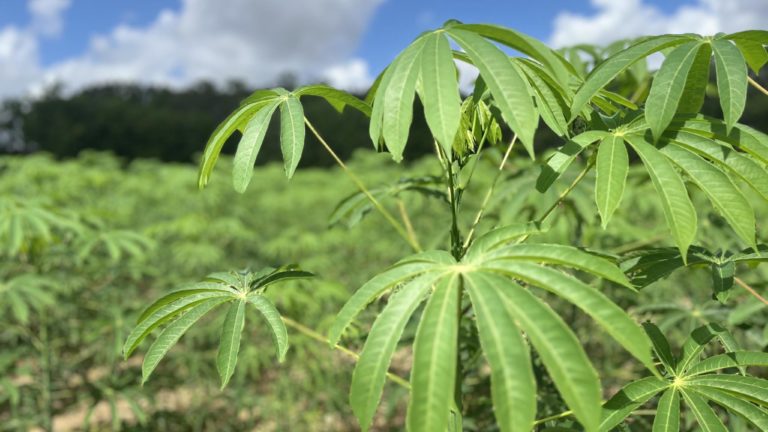 Extinção das espécies silvestres de mandioca pode afetar a diversidade genética que garante segurança da produção da mandioca cultivada