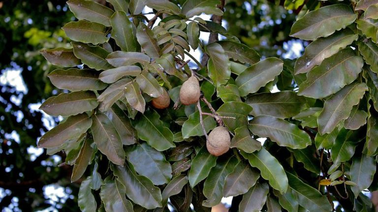 Cápsula de sementes de três árvores do Cerrado ajuda na restauração de áreas degradadas