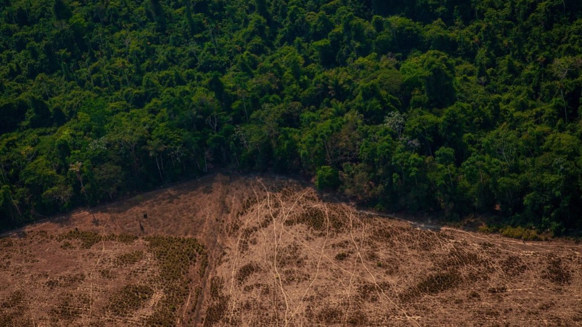 Insight 6 Amazon (Médio) Relatório da Earth League alerta sobre riscos do aquecimento global à Amazônia e saúde das gerações futuras, antecedendo COP29.
