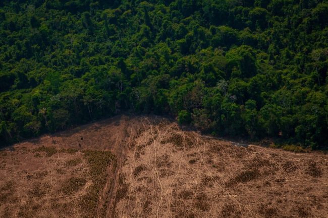 Relatório da Earth League alerta sobre riscos do aquecimento global à Amazônia e saúde das gerações futuras, antecedendo COP29.