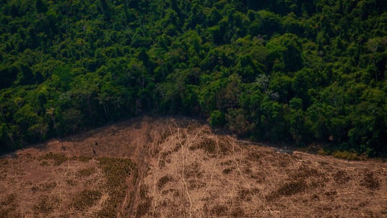 Relatório da Earth League alerta sobre riscos do aquecimento global à Amazônia e saúde das gerações futuras, antecedendo COP29.