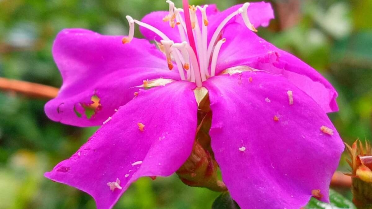 Tibouchina aspera é uma das cinco espécies achadas no Parque pela primeira vez