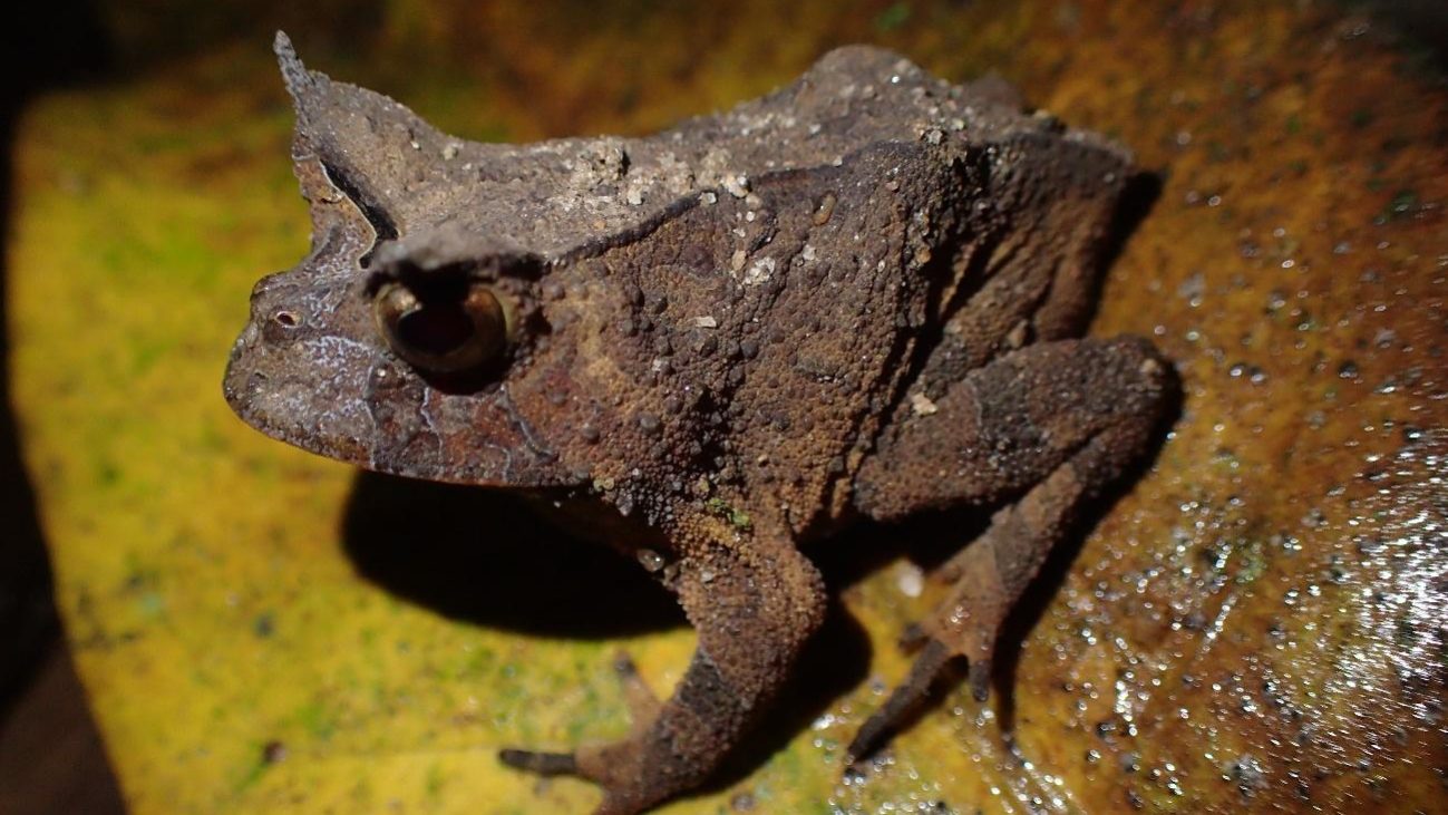 Sapinho-de-chifre-paviotii foi identificado por cientistas cidadãos no município de Santa Tereza (ES)