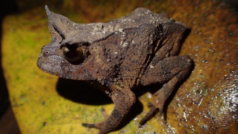 Sapinho-de-chifre-paviotii foi identificado por cientistas cidadãos no município de Santa Tereza (ES)