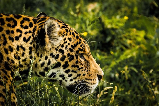 Brasil e México respondem por 58% da pesquisa em biodiversidade na América Latina, segundo relatório da Elsevier.