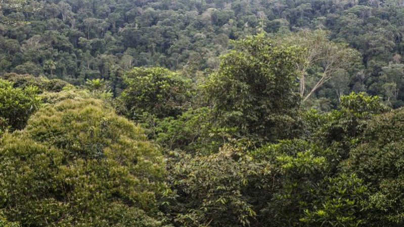 Redução da diversidade das abelhas e de árvores com que se relacionam pode afetar a segurança alimentar e a economia do país