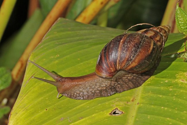 1024px-Giant_African_land_snail_(Achatina_fulica)_Ranomafana Achatina fulica