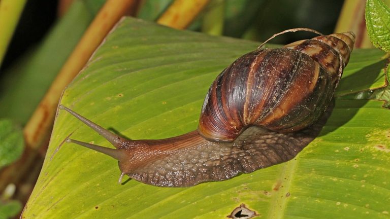 Achatina fulica