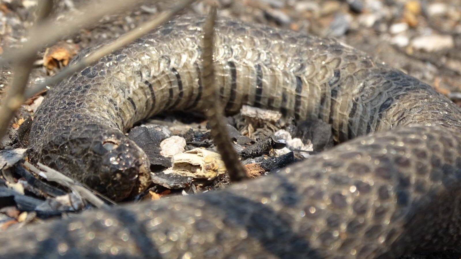 Cobra-d'água (Helicops leopardinus) encontrada morta durante a emergência no Pantanal