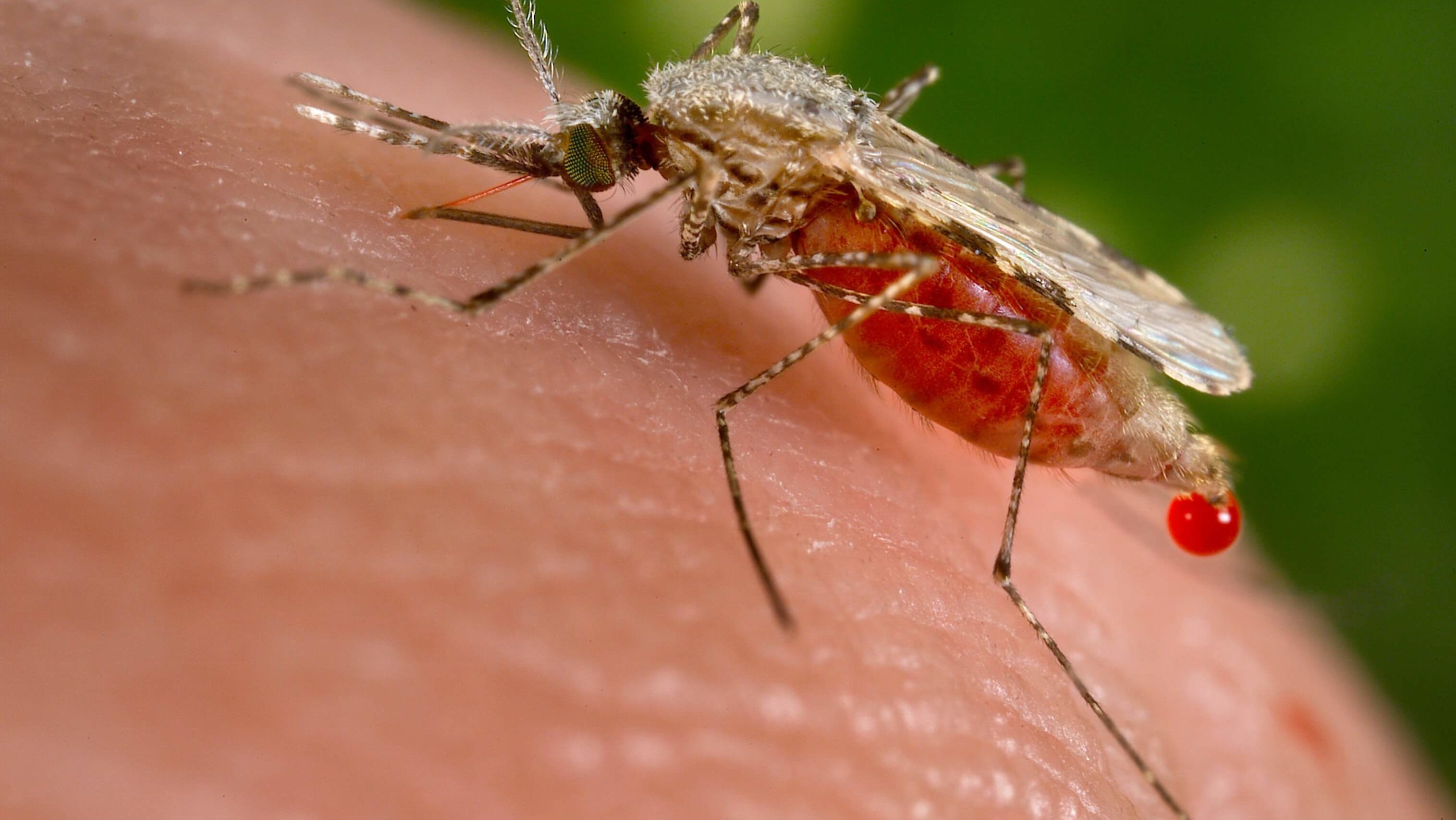 anopheles malária Malária é transmitida pela picada de mosquitos fêmeas do gênero Anopheles, que disseminam o parasita Plasmodium
