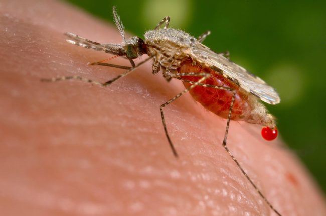 anopheles malária Malária é transmitida pela picada de mosquitos fêmeas do gênero Anopheles, que disseminam o parasita Plasmodium