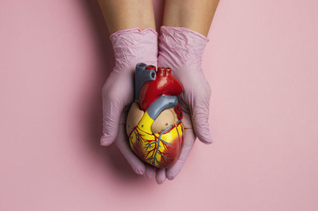 person-holding-anatomic-heart-model-educational-purpose-800×533 doação de órgãos