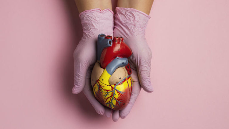 person-holding-anatomic-heart-model-educational-purpose-800×533 doação de órgãos