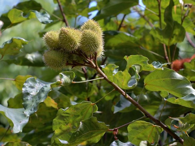 urucum Interações entre plantas e abelhas contribuem para restauração da Amazônia